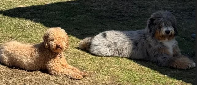 Penny and Lucky resting together outside on the grass